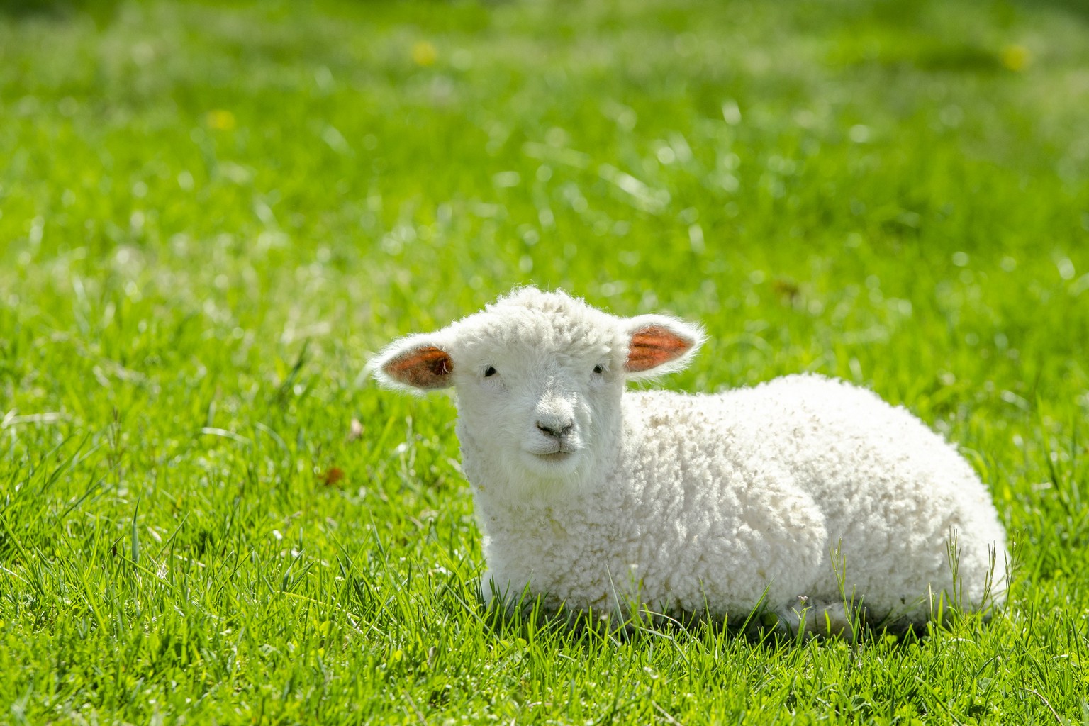 Good Shepherd Sunday Dominican Friars Province Of St Joseph